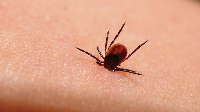 Kliste parasite.jpg