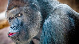 Gorilla pouting face funny image.jpg