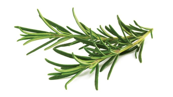 Rosemary 1200x960.jpg