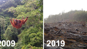 Sad 10 year challenge nature memes 32 5c4842ee9c7f4__700 1.jpg