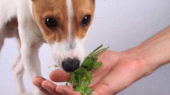 The 3 best herbs to naturally treat your dogs upset stomach.jpg