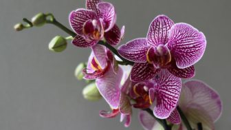 Orchidea tigrovana.jpg