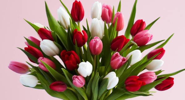 Valentines day tulips guide120823.jpg