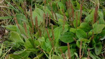 Plantago major.jpg