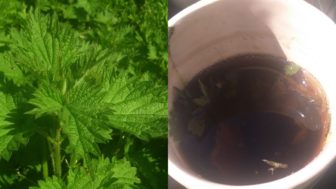 Nettle and tea.jpg