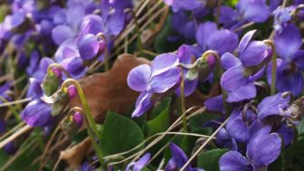 Scented violets 1077139_960_720.jpg