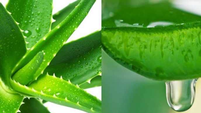 Aloe vera juice benefits.jpg