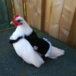 Chicken in black sweater.jpg