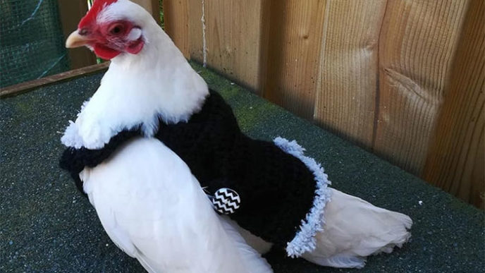Chicken in black sweater.jpg