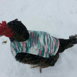Chicken in multicolored sweater in snow.jpg