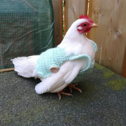 Chicken in pastel blue green sweater.jpg