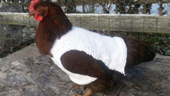 Chicken in white sweater.jpg