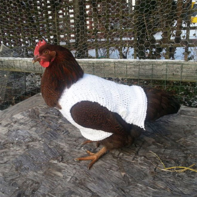Chicken in white sweater.jpg