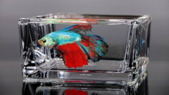 Fish in rectangular glass young sung kim hyperrealism.png