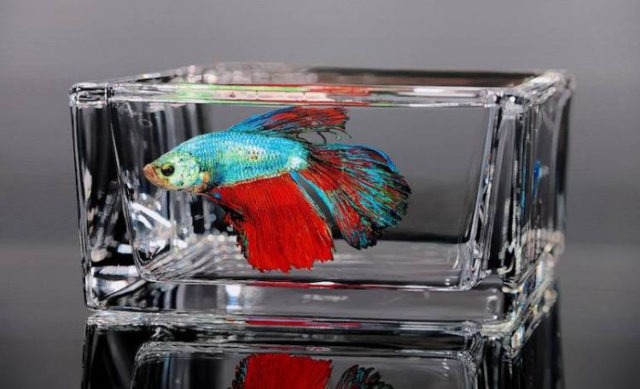 Fish in rectangular glass young sung kim hyperrealism.png