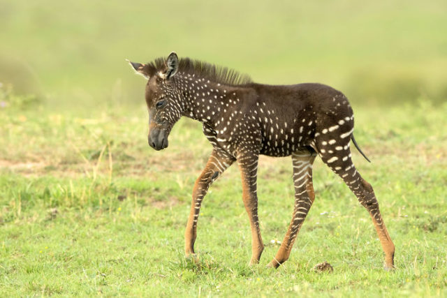 Newborn zebra rare polka dots kenya 1 5d81d3281a818__700.jpg