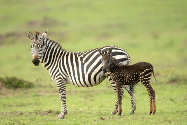 Newborn zebra rare polka dots kenya 4 5d81d3337c4eb__700.jpg