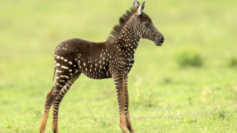 Newborn zebra rare polka dots kenya 5 5d81d336e4da6__700.jpg