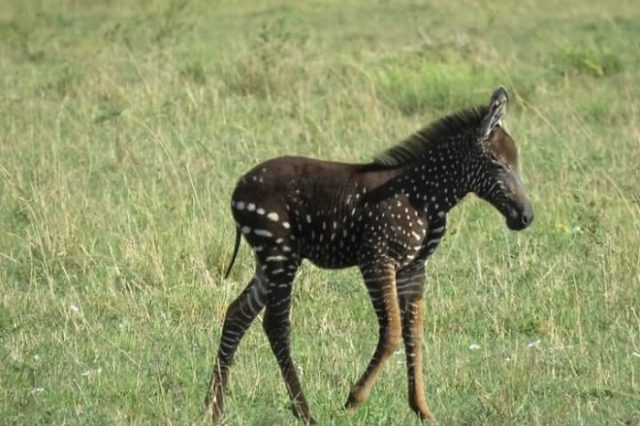 Newborn zebra rare polka dots kenya 5d81d3cbc5585__700.jpg