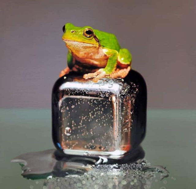 Realistic frog painting young sung kim hyperrealism.png
