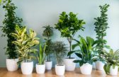 Best indoor plants for everyone.jpg
