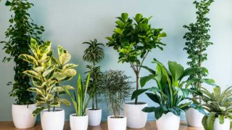 Best indoor plants for everyone.jpg