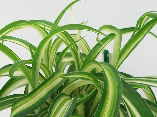 Chlorophytum comosum2.jpg