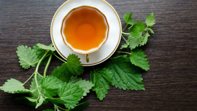Surprising health benefits of nettle tea_447825919_masha_semenova_ft 800x450