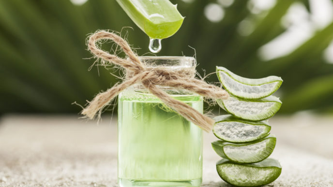 Léčivé účinky aloe vera
