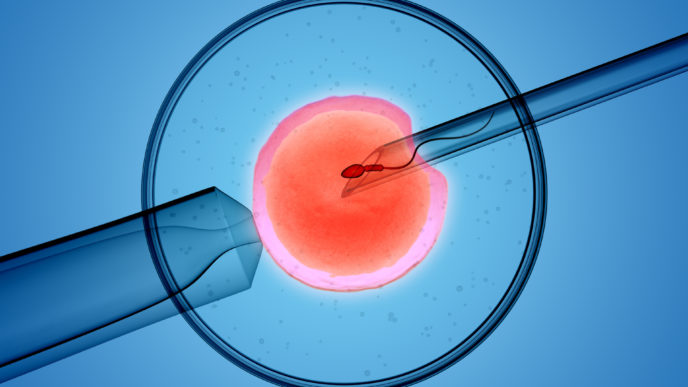 3D rendering of the icsi(intracytoplasmic sperm injection) process - in which a single sperm is injected directly into an egg