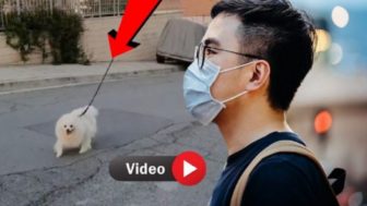 Ako venčiť psa počas korona krízy