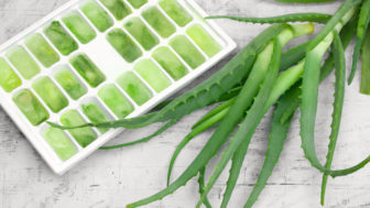 aloe vera
