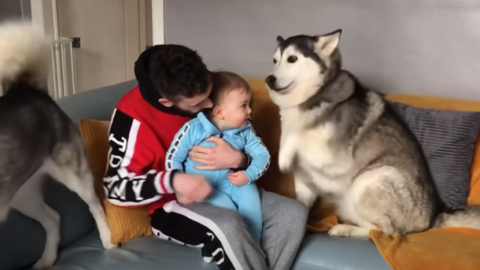 husky