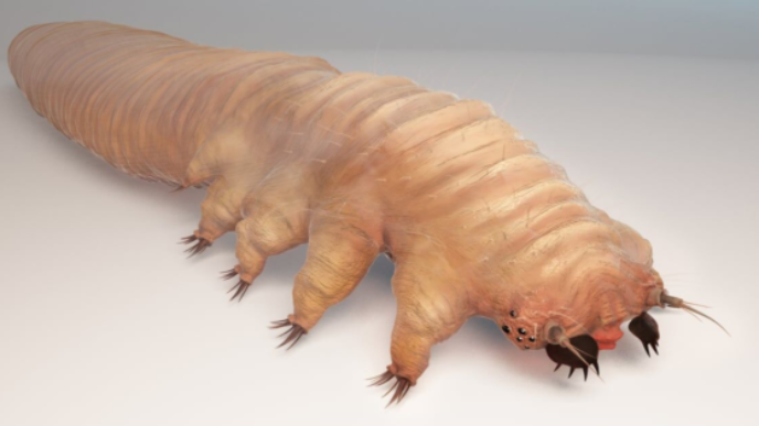 Demodex folliculorum
