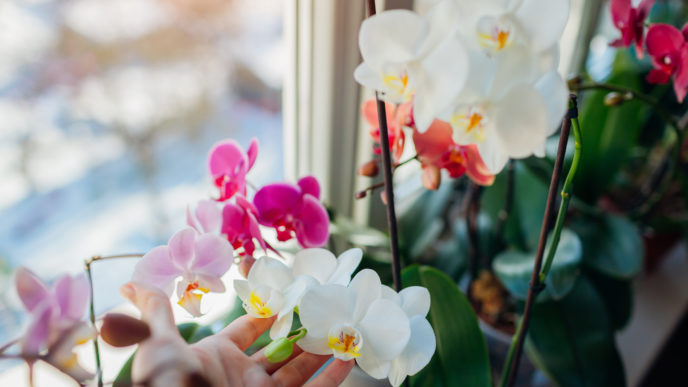 Orchidej