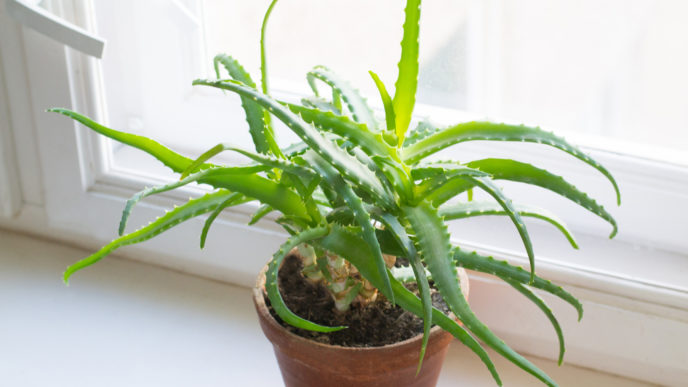Aloe vera
