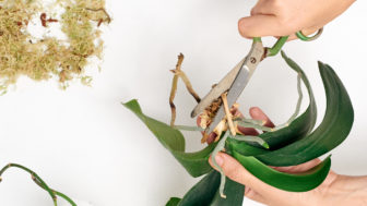 rozmnožiť Orchideu