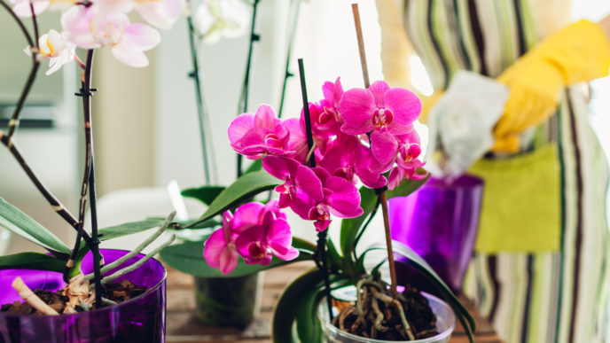 Krásné orchideje