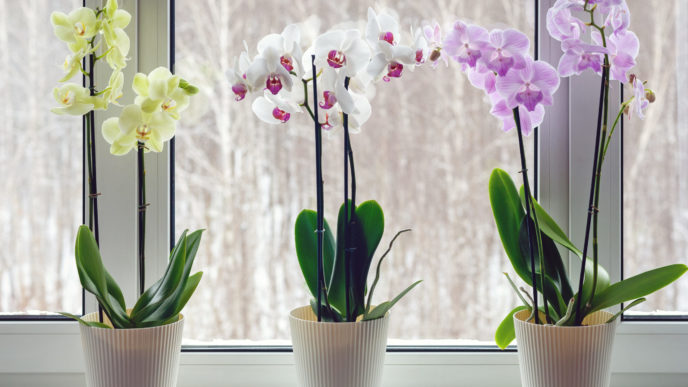Orchidej