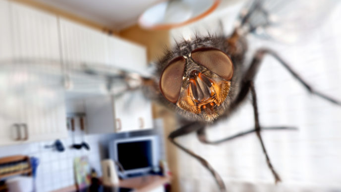 Fly