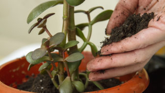 Ako často a čím hnojiť