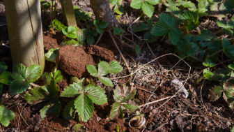 Toto rozhodne nepatrí do koša