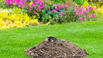 Máte v záhradke krtka?