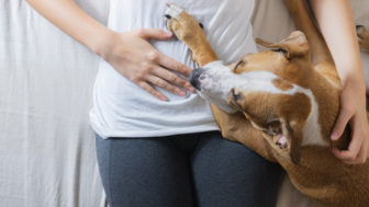 Dokážu psy vycítiť tehotenstvo ženy?