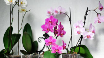 orchidea