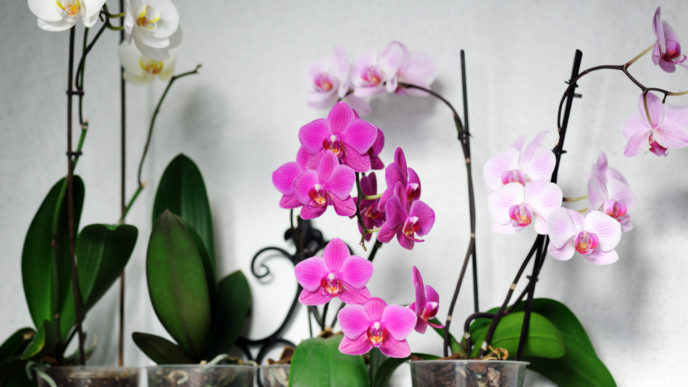 Orchidej
