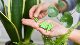 Čím a ako často hnojiť izbové rastliny?