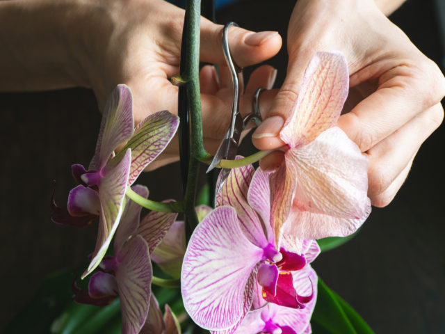 prekrásne orchidey