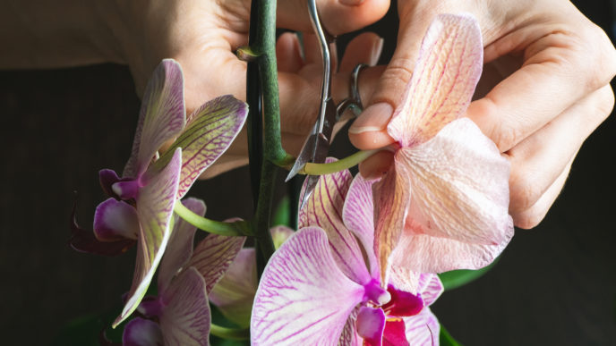 Krásné orchideje