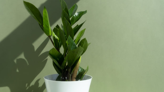 Zamioculcas